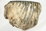 6.4" Fossil Woolly Mammoth Upper M2 Molar - North Sea Deposits - #200777-2